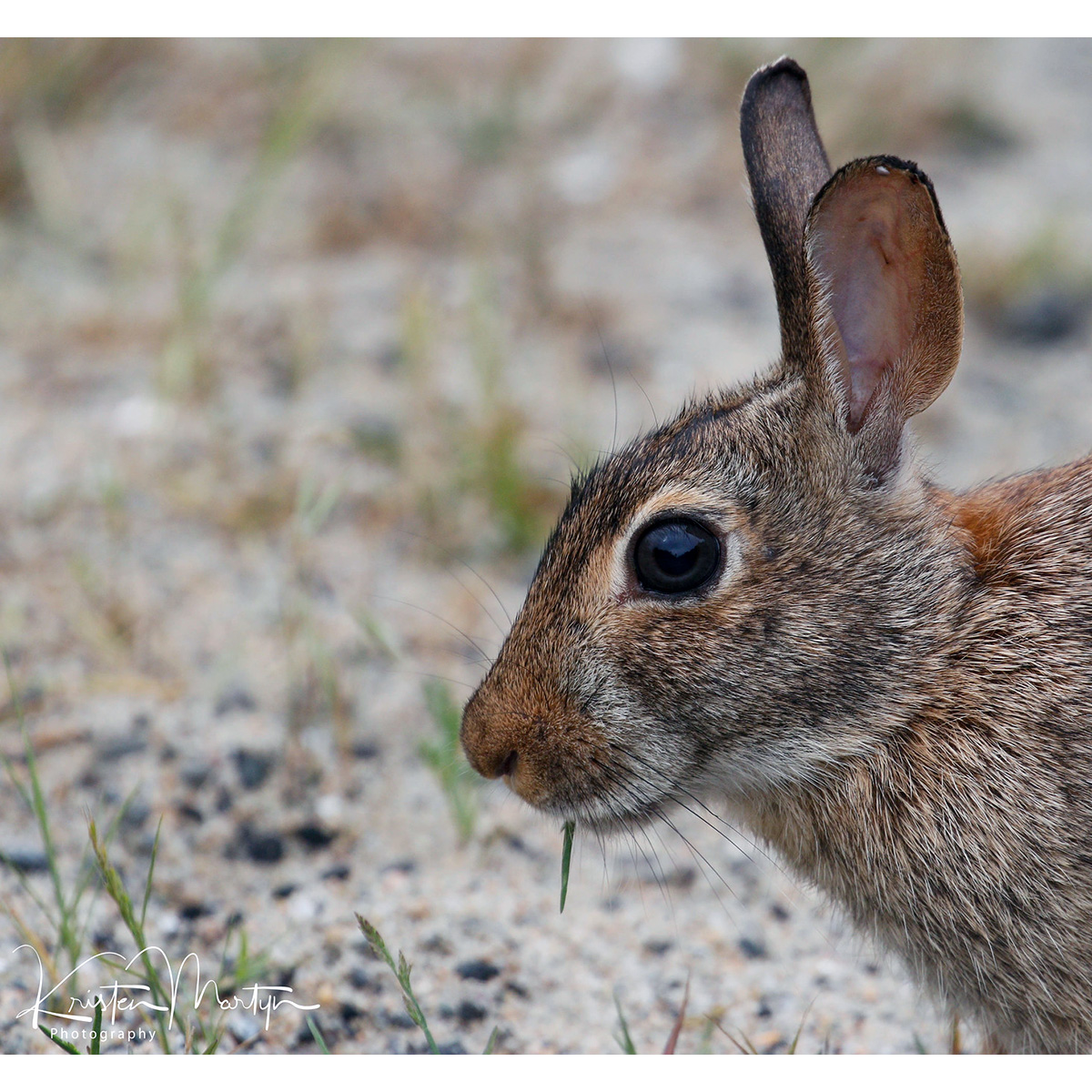 Новоанглийский кролик (Sylvilagus transitionalis) Фото №10