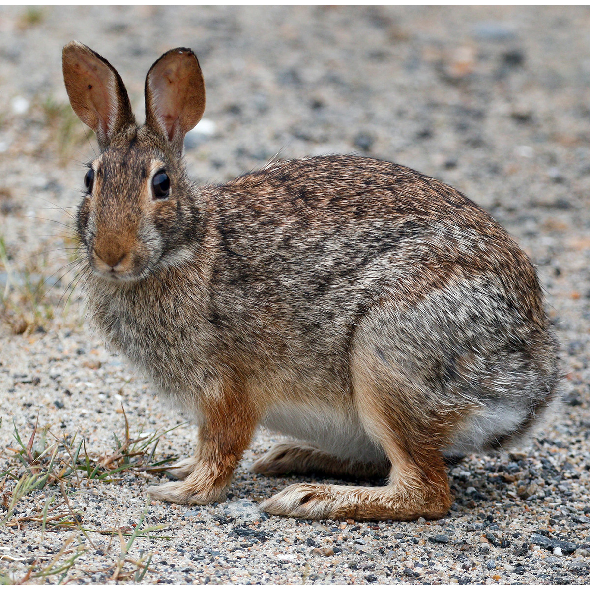 Новоанглийский кролик (Sylvilagus transitionalis) Фото №2