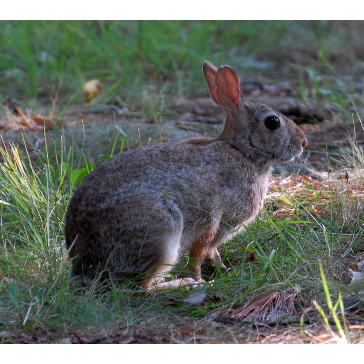 Новоанглийский кролик (Sylvilagus transitionalis) Фото №3