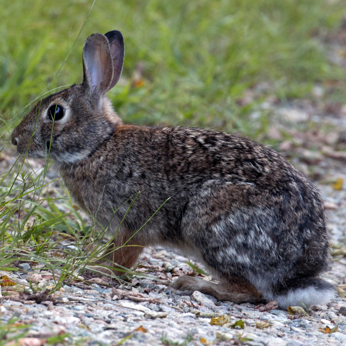 Новоанглийский кролик (Sylvilagus transitionalis) Фото №4