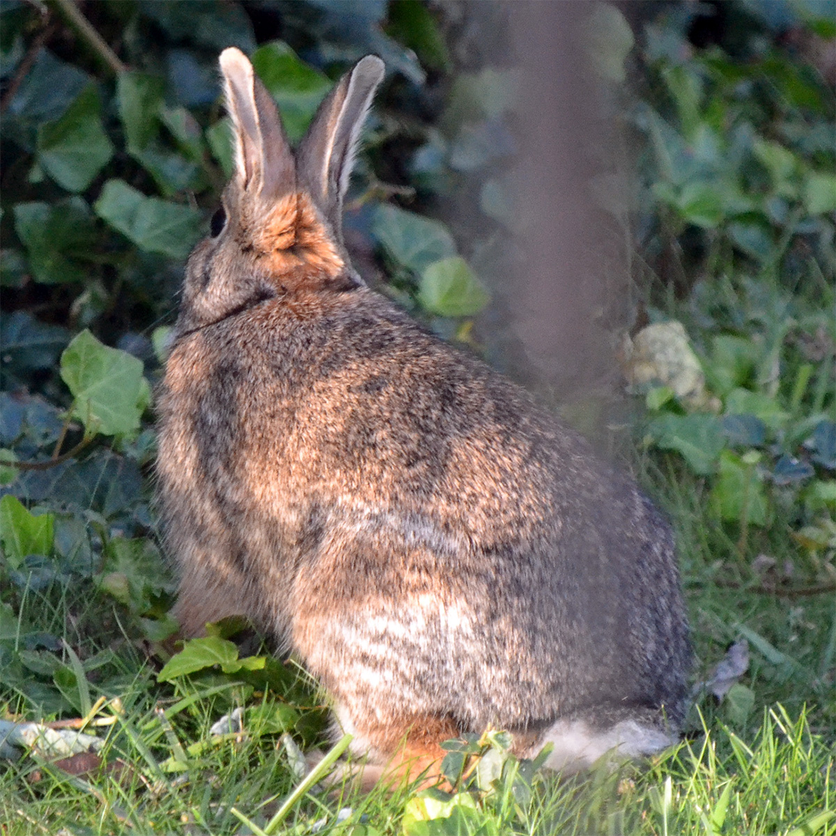 Новоанглийский кролик (Sylvilagus transitionalis) Фото №6