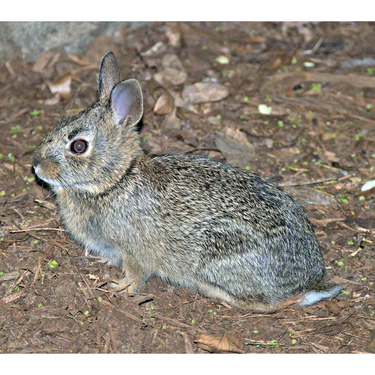 Новоанглийский кролик (Sylvilagus transitionalis) Фото №8