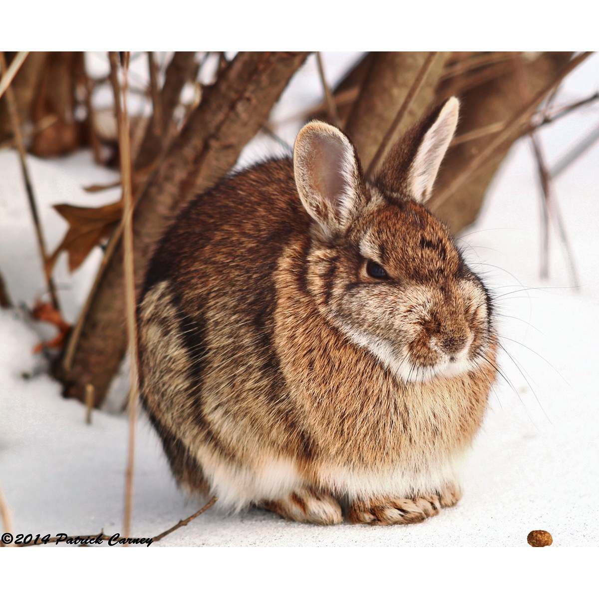 Новоанглийский кролик (Sylvilagus transitionalis) Фото №9