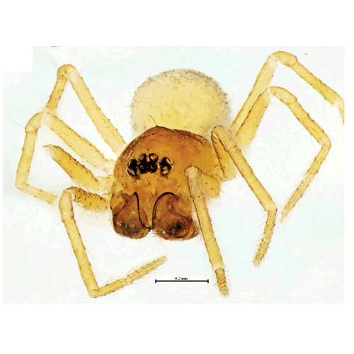 Семейство Синафридовые пауки фото