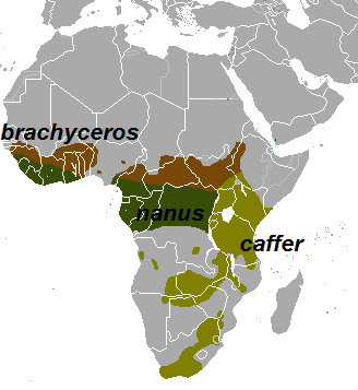 Syncerus caffer Ареал обитания на карте