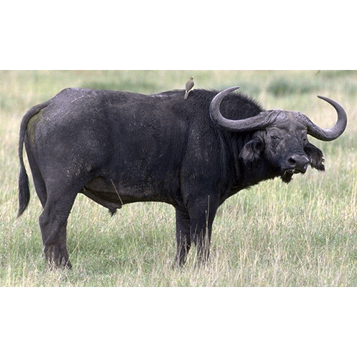 Род Африканские буйволы фото