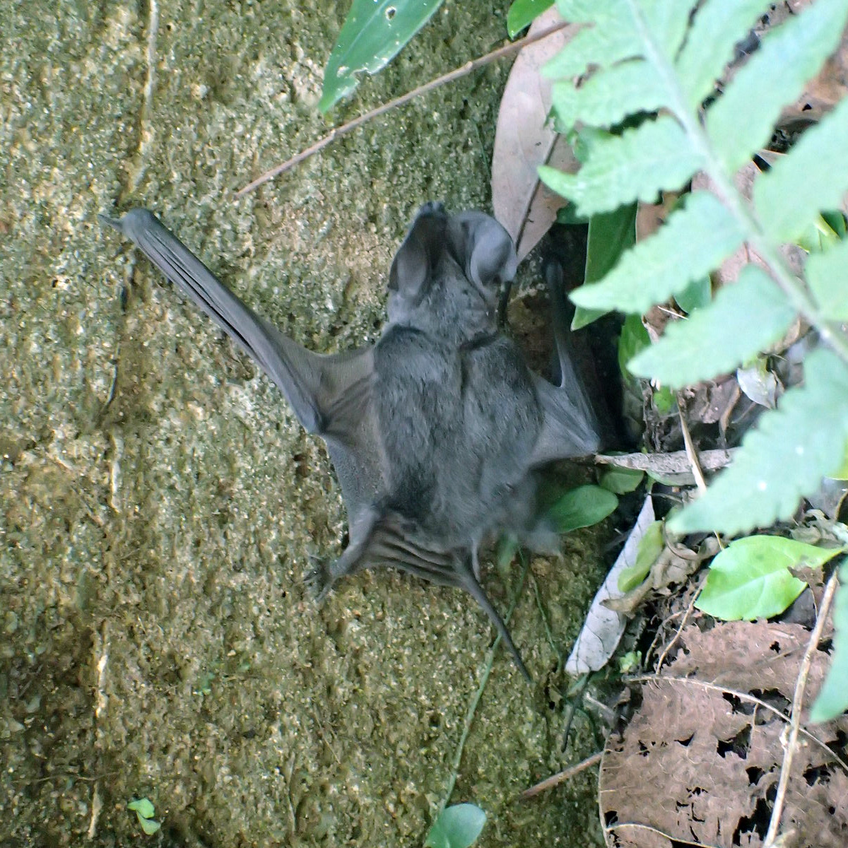 East Asian Free Tailed Bat (Tadarida insignis) Фото №3