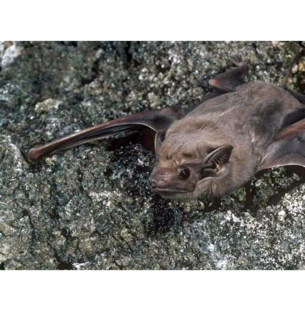 Indonesian Tomb Bat (Taphozous achates) Фото №2