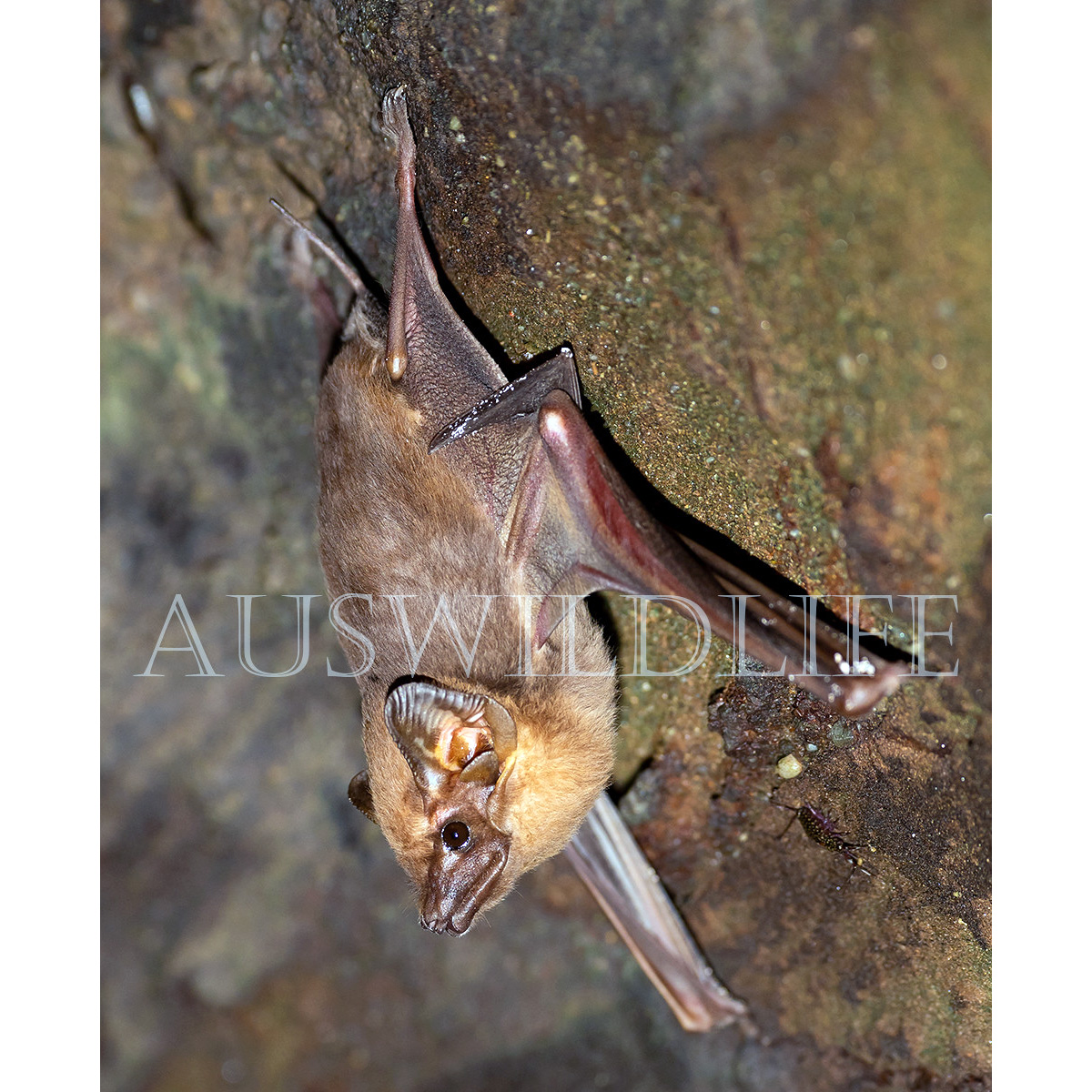 Австралийский мешкокрыл (Taphozous australis) Фото №2