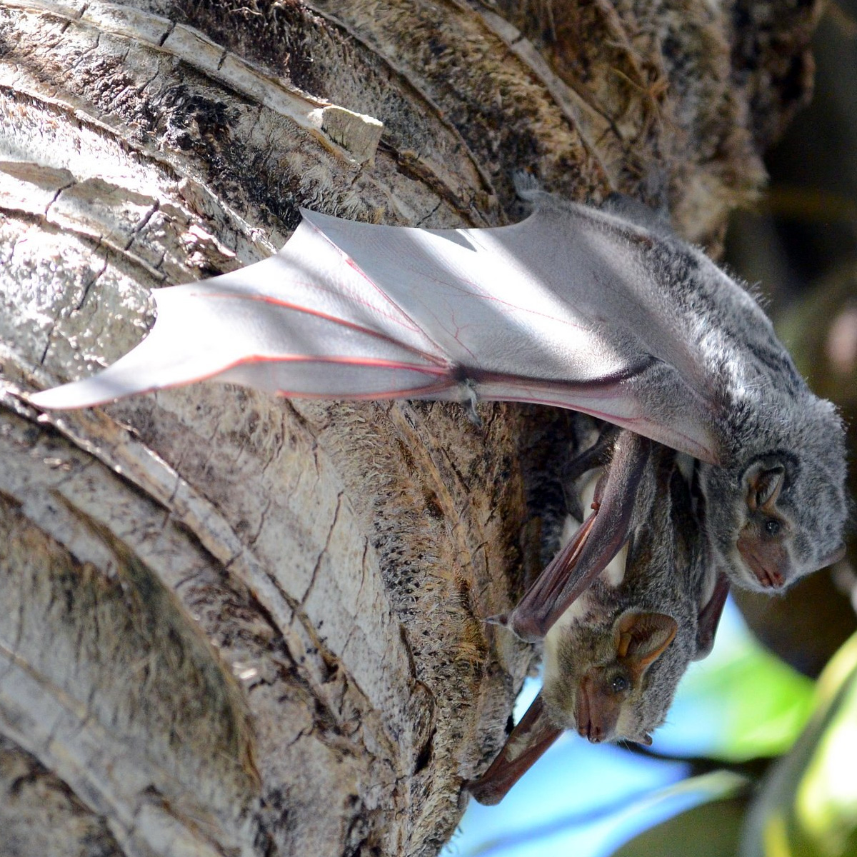 Южноафриканский мешкокрыл (Taphozous mauritianus) Фото №7