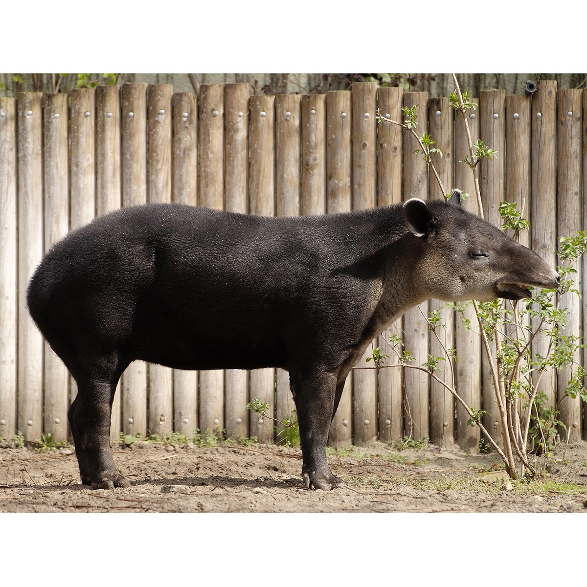 Центральноамериканский тапир (Tapirella bairdii) Фото №3