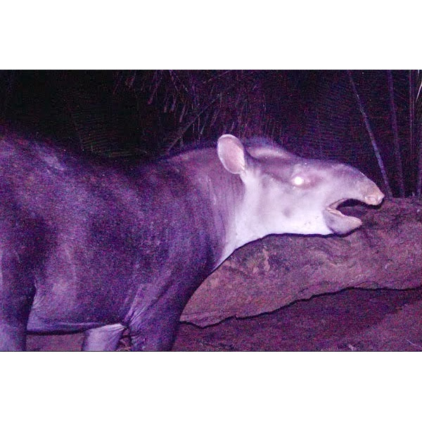 Kabomani Tapir (Tapirus kabomani) Фото №4