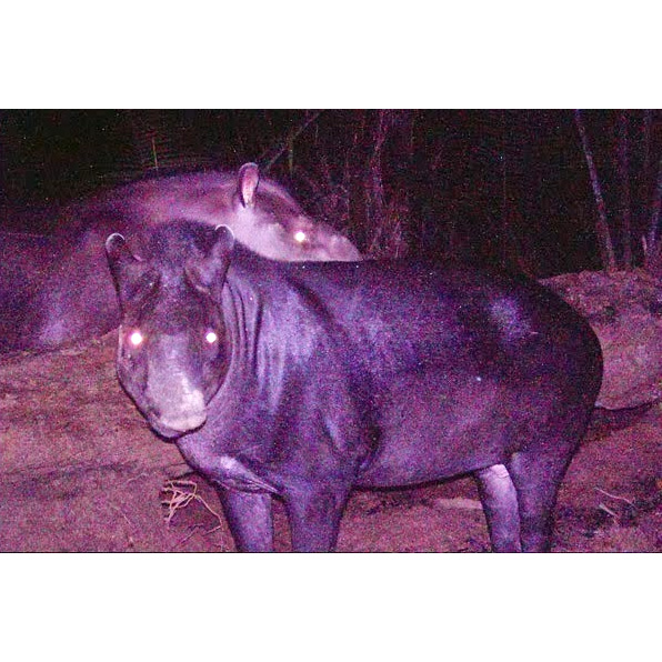 Kabomani Tapir (Tapirus kabomani) Фото №5