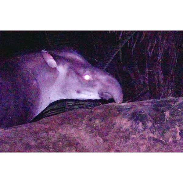 Kabomani Tapir (Tapirus kabomani) Фото №7