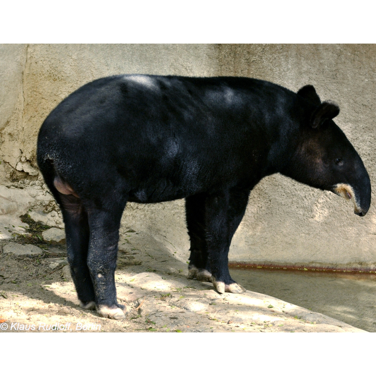 Горный тапир (Tapirus pinchaque) Фото №3