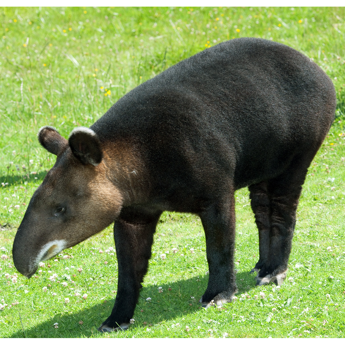 Горный тапир (Tapirus pinchaque) Фото №4