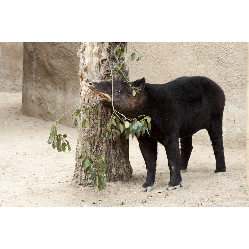 Горный тапир (Tapirus pinchaque) Фото №5