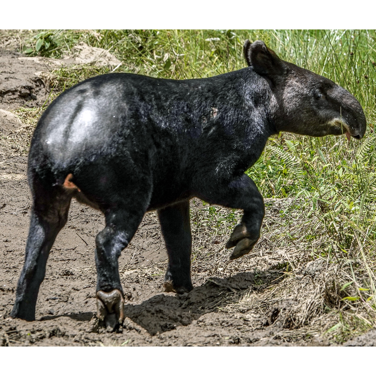 Горный тапир (Tapirus pinchaque) Фото №6