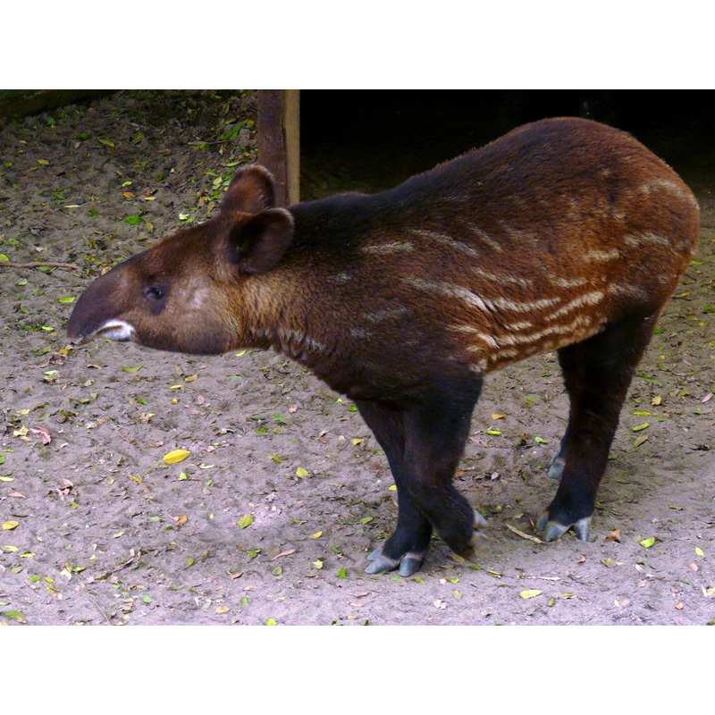 Горный тапир (Tapirus pinchaque) Фото №8
