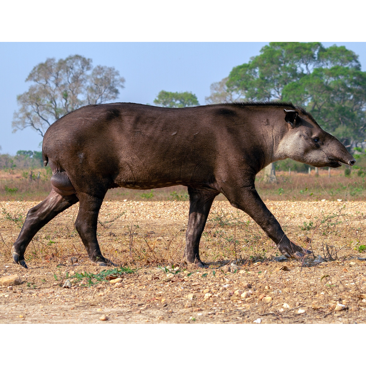 Равнинный тапир (Tapirus terrestris) Фото №3