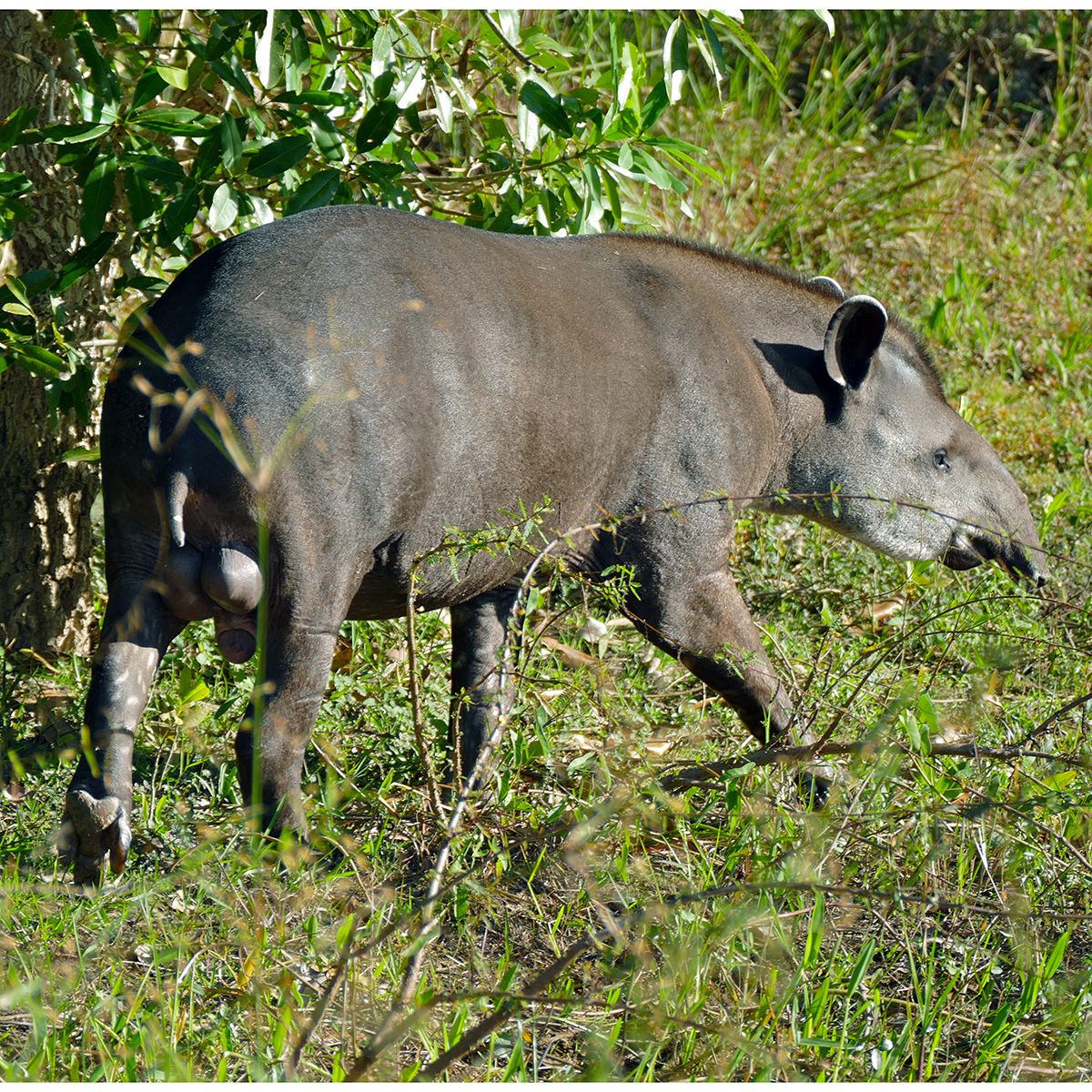 Равнинный тапир (Tapirus terrestris) Фото №6