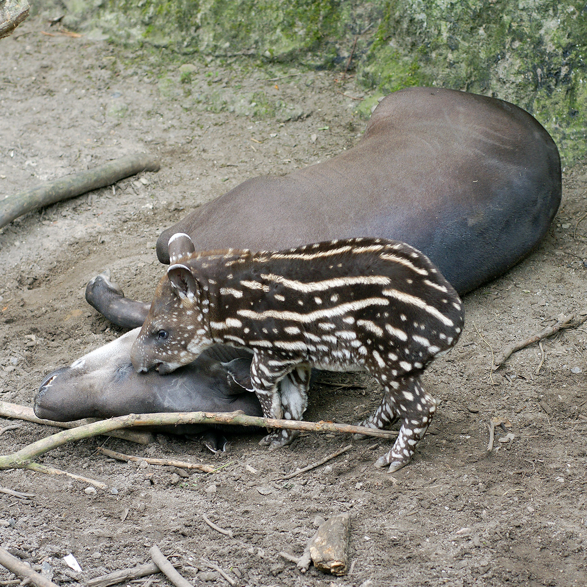 Равнинный тапир (Tapirus terrestris) Фото №8