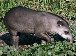 Tapirus terrestris spegazzinii