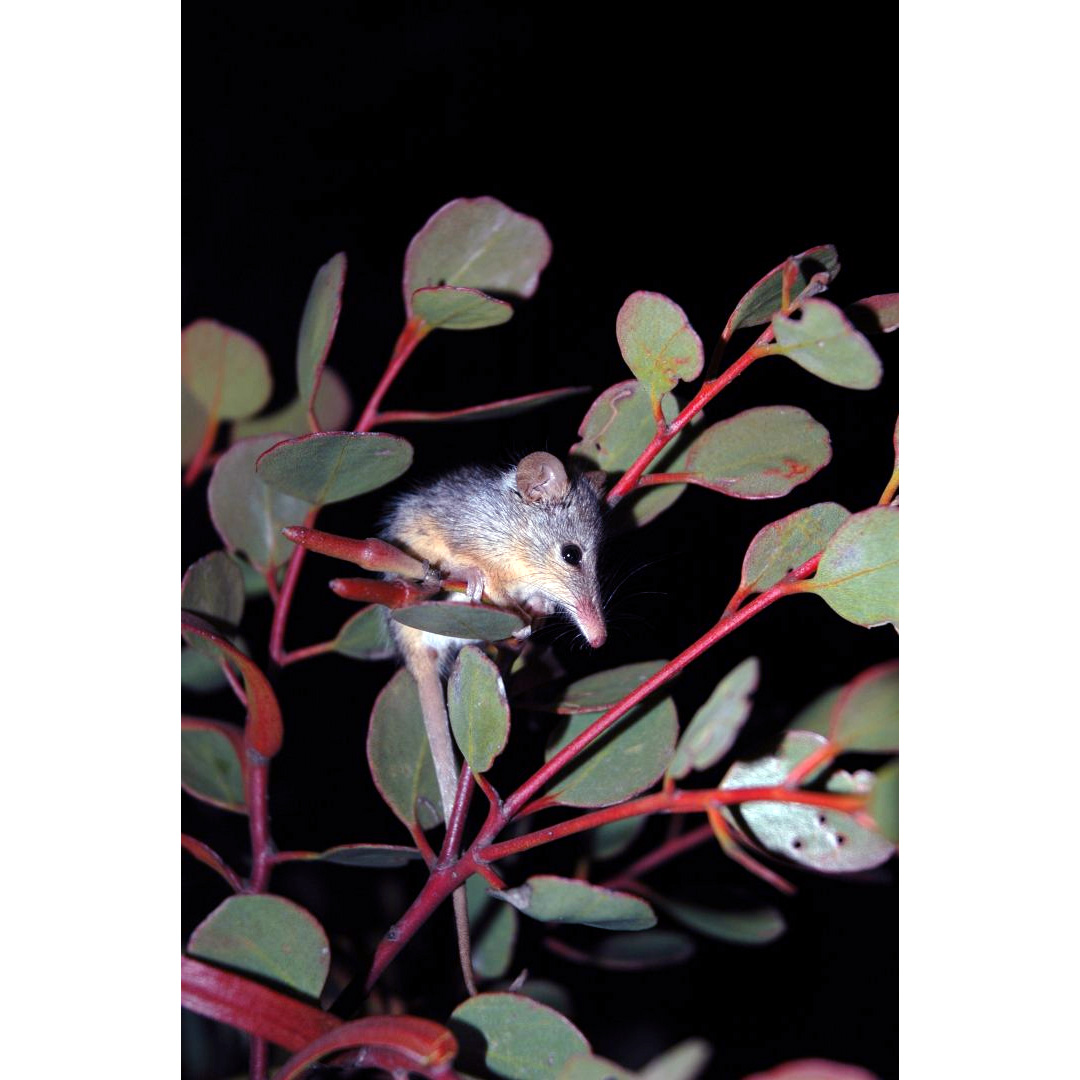 Хоботноголовый кускус (Tarsipes rostratus) Фото №9