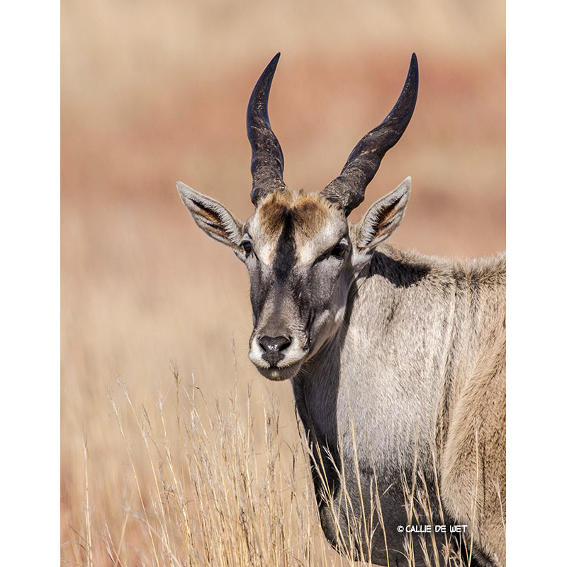 Taurotragus oryx Фото №10