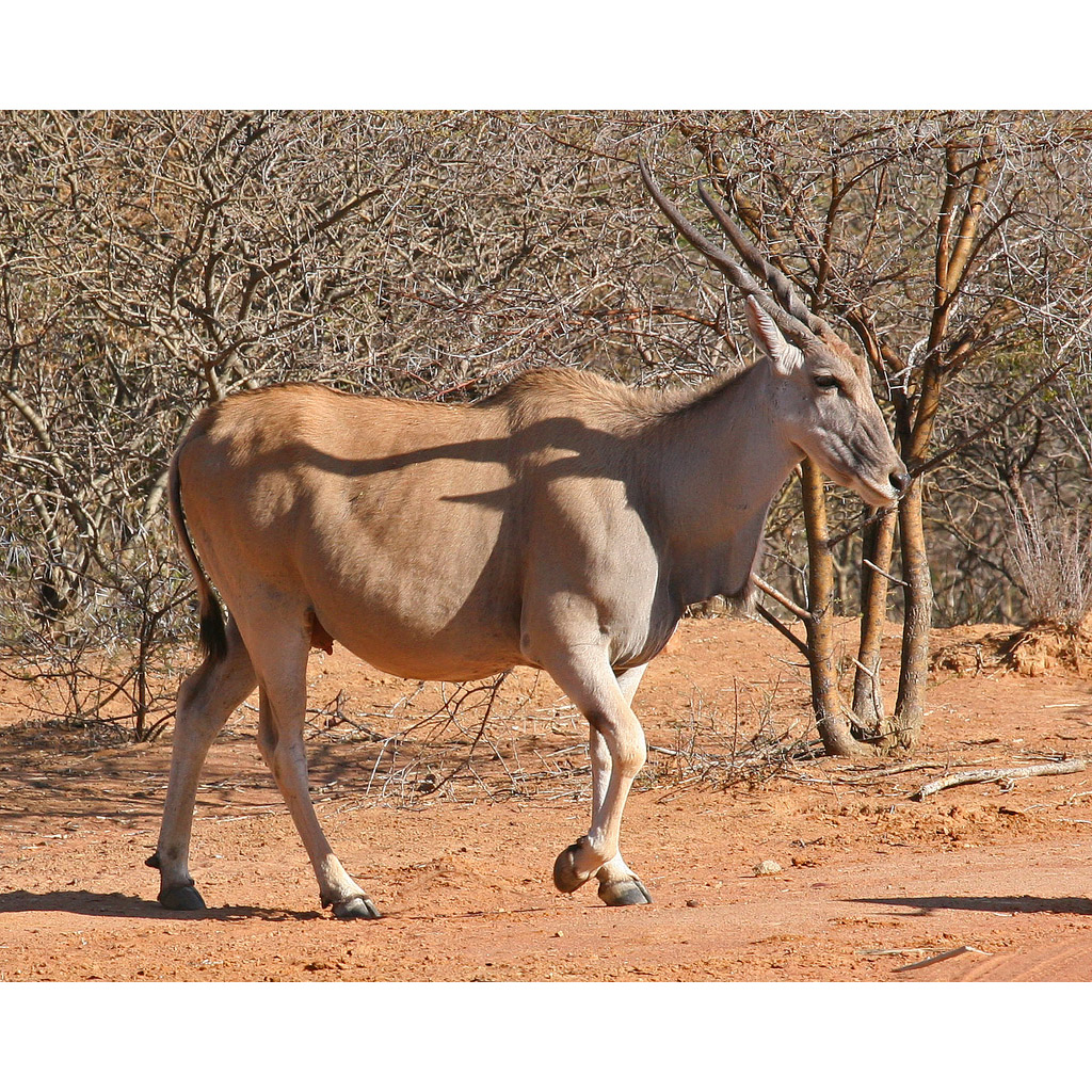 Taurotragus oryx Фото №5