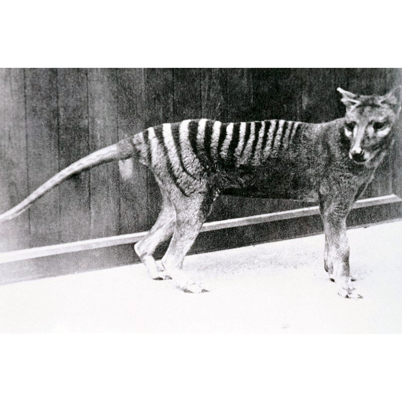 Сумчатый волк (Thylacinus cynocephalus) Фото №4