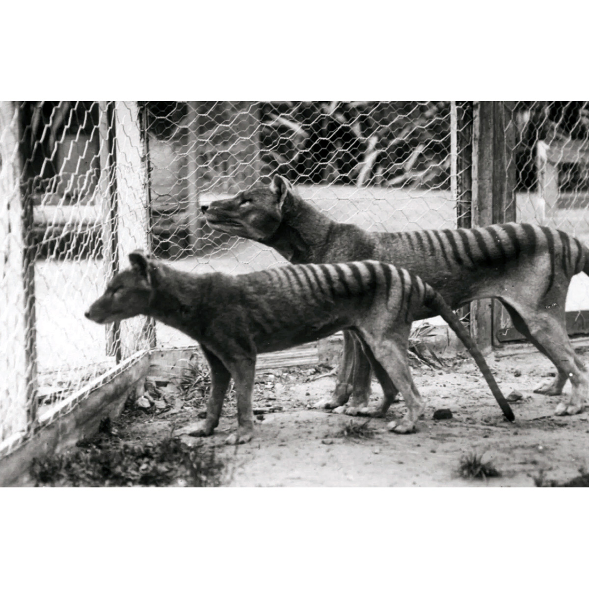 Сумчатый волк (Thylacinus cynocephalus) Фото №6