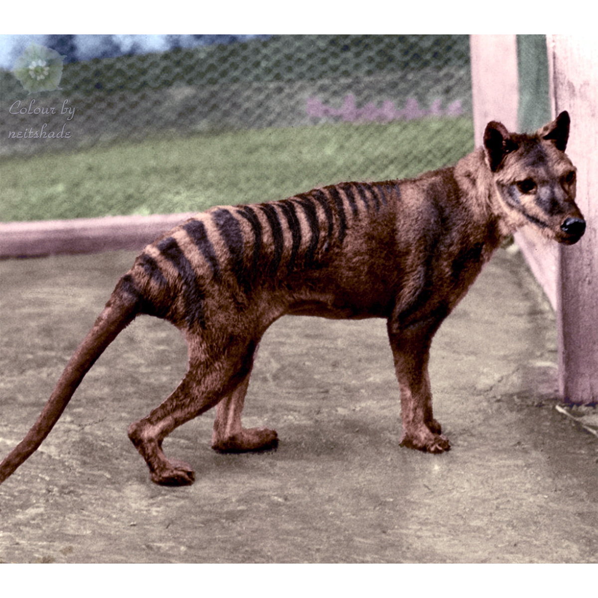 Сумчатый волк (Thylacinus cynocephalus) Фото №1