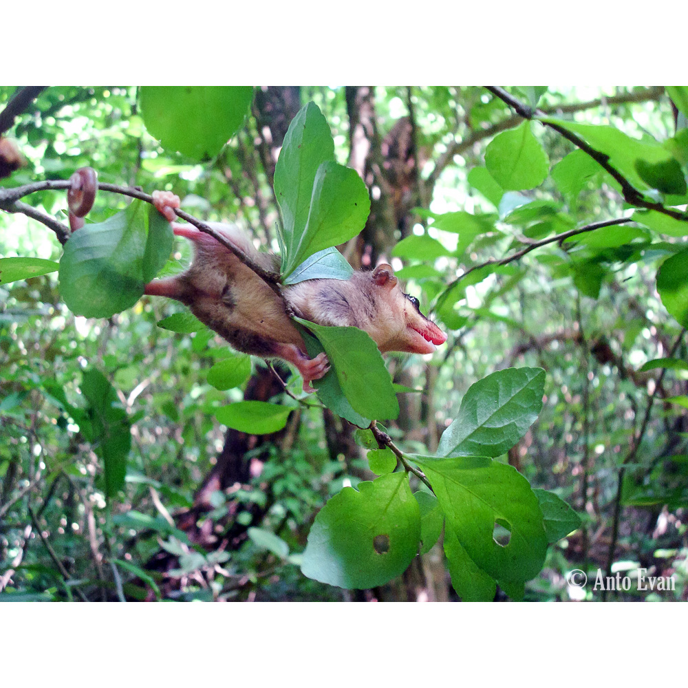 Сероватый опоссум (Tlacuatzin canescens) Фото №6