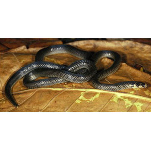  Род Новогвинейские лесные змеи  фото