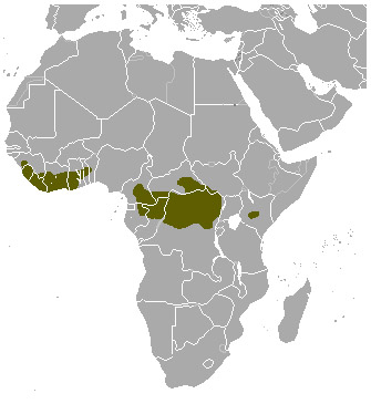 Tragelaphus eurycerus Ареал обитания на карте