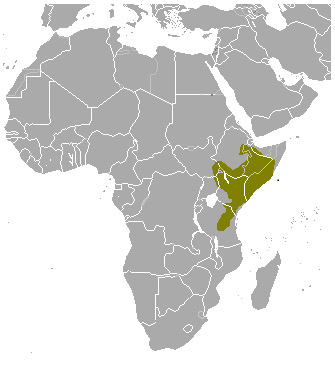 Tragelaphus imberbis Ареал обитания на карте