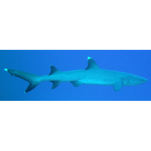  Род Рифовые акулы  фото