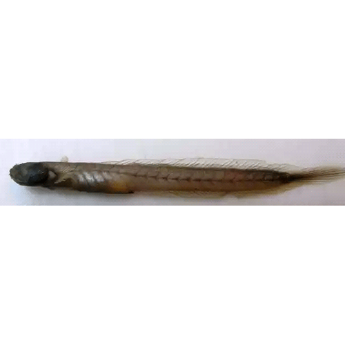 Род Trypauchenopsis фото