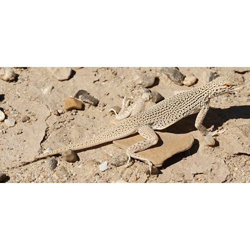  Род Песчаные игуаны / Каймопалые игуаны  фото