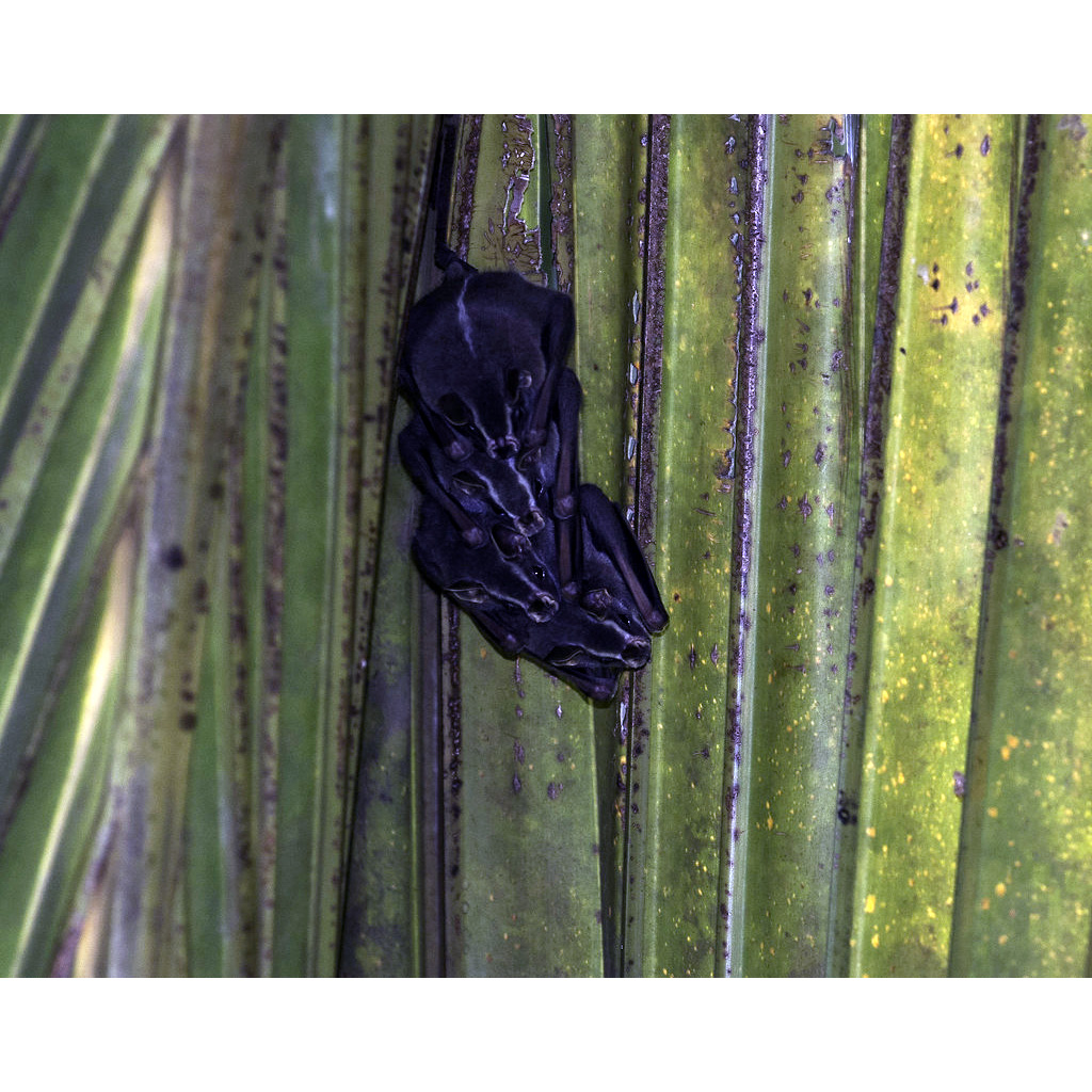 Большемордый листонос (Uroderma magnirostrum) Фото №4