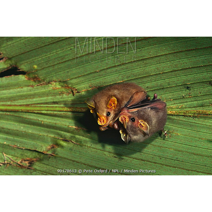 Большемордый листонос (Uroderma magnirostrum) Фото №6