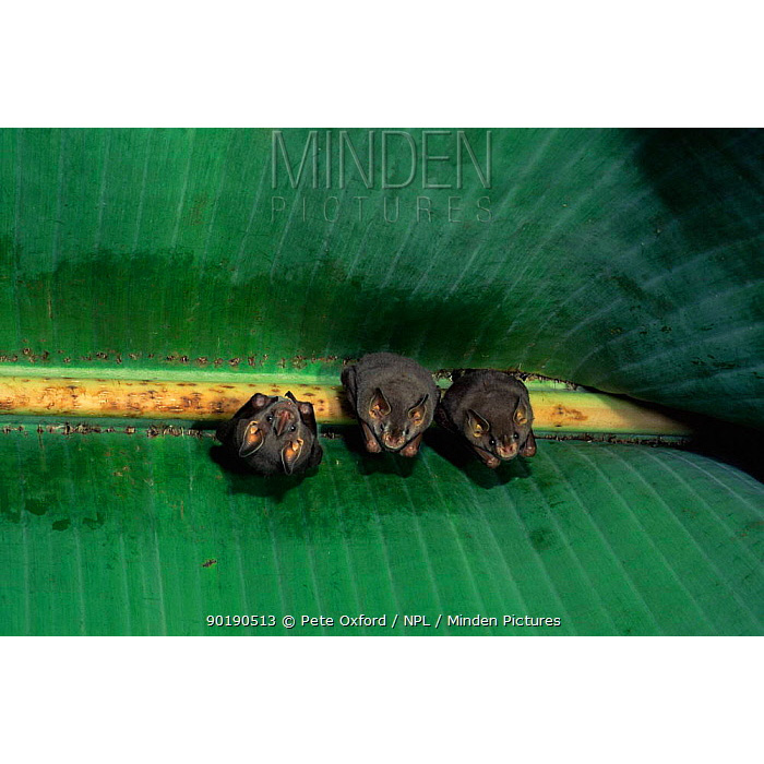 Большемордый листонос (Uroderma magnirostrum) Фото №7