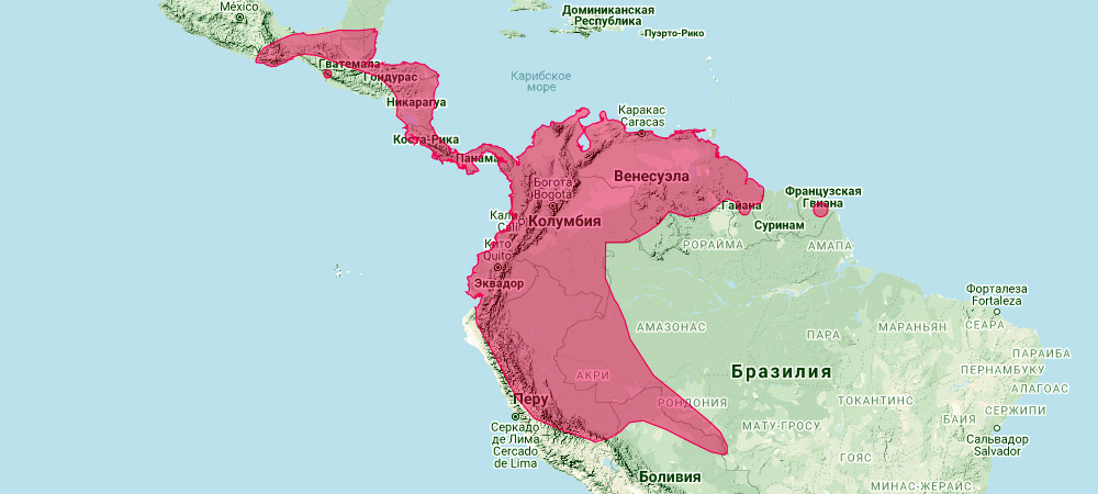 Эквадорский желтоухий широконос (Vampyressa thyone) Ареал обитания на карте