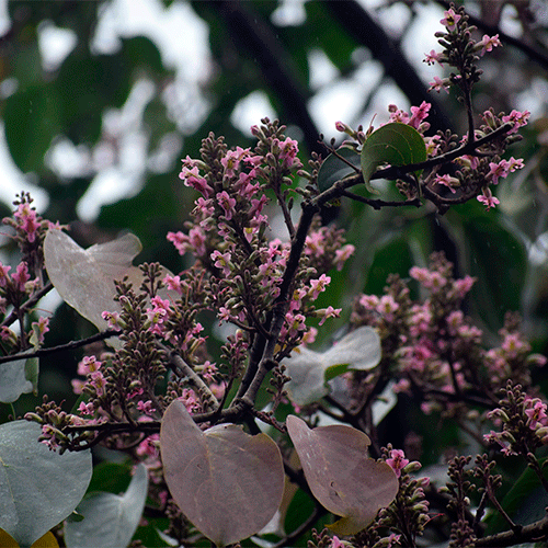 Семейство Wightiaceae фото