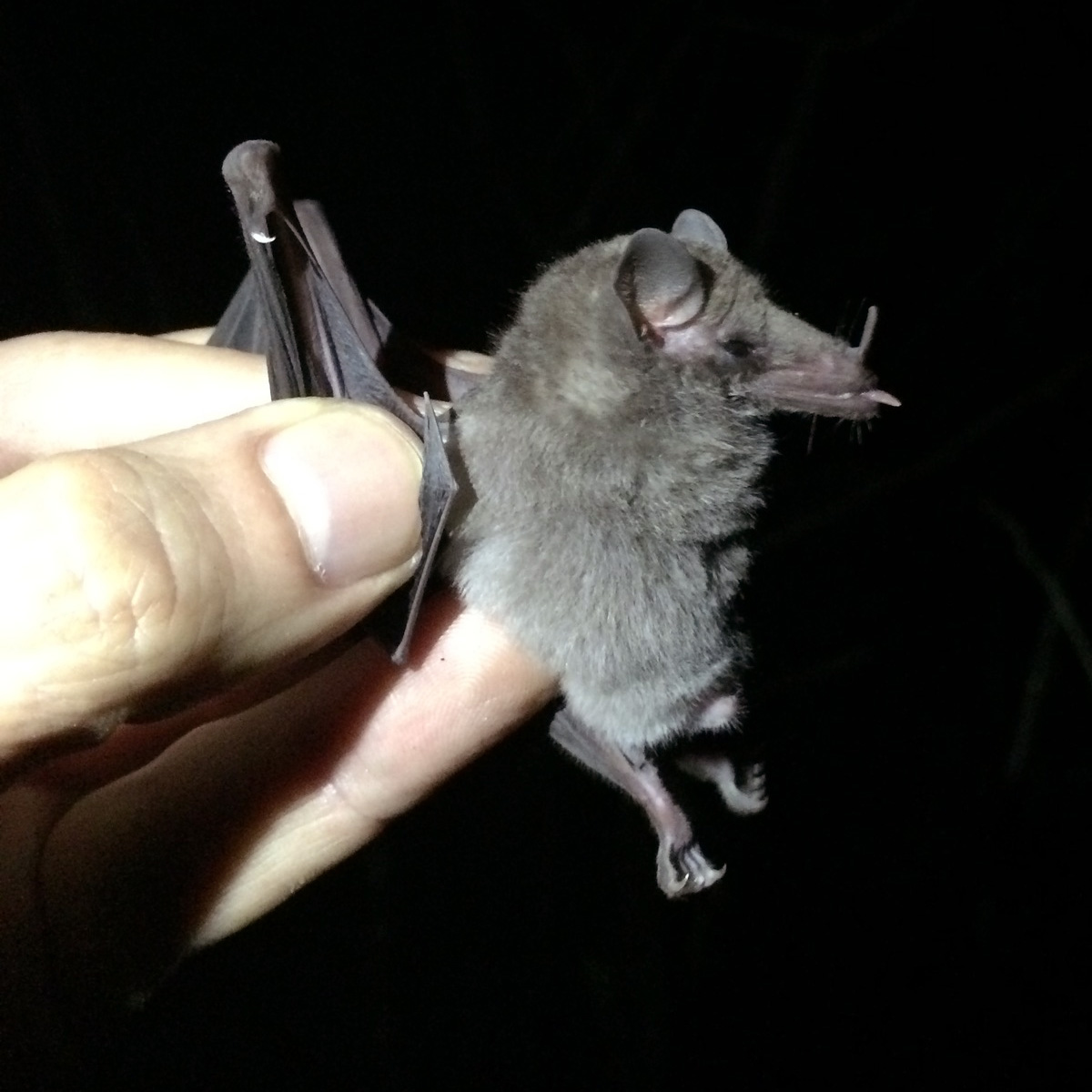Vieira's long-tongued bat (Xeronycteris vieirai) Фото №2