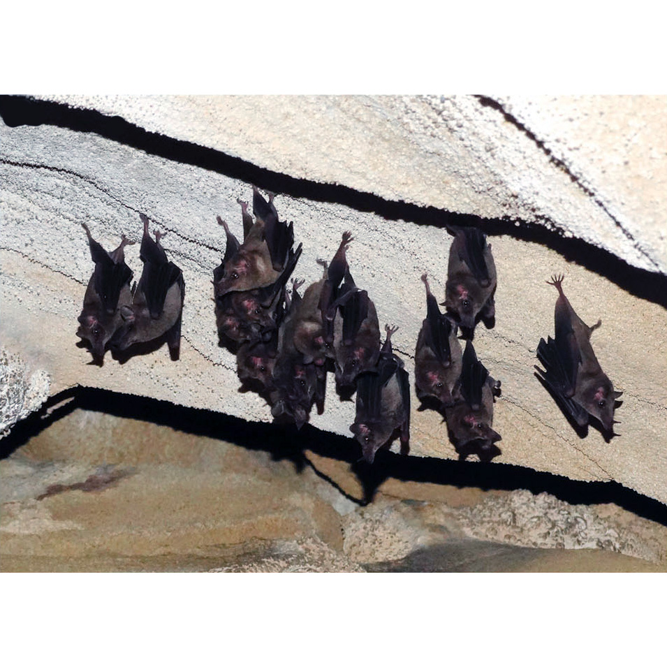 Vieira's long-tongued bat (Xeronycteris vieirai) Фото №4