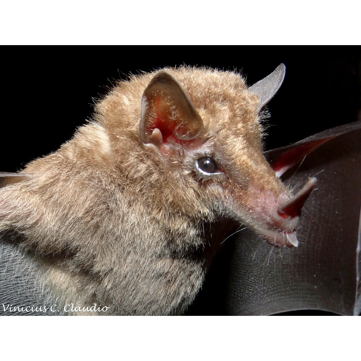 Vieira's long-tongued bat (Xeronycteris vieirai) Фото №5