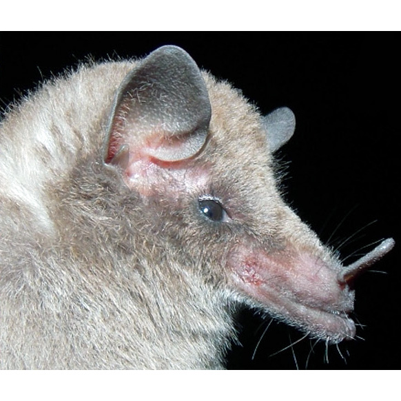Vieira's long-tongued bat (Xeronycteris vieirai) Фото №6