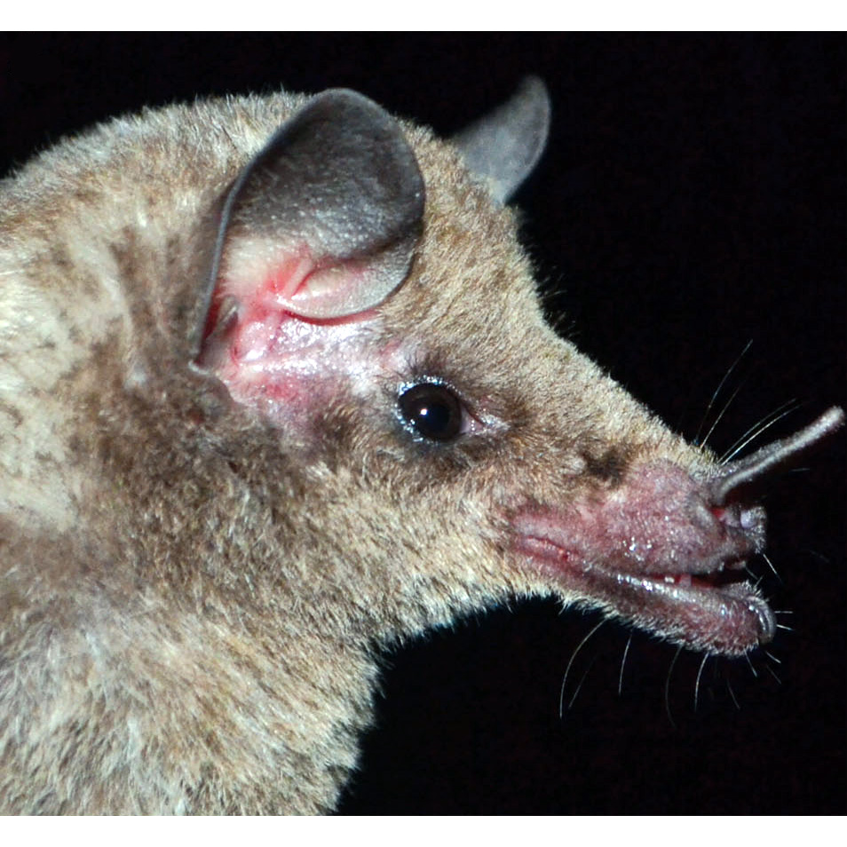 Vieira's long-tongued bat (Xeronycteris vieirai) Фото №7